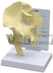 Basic Hip Joint Model w/ Anatomy Education Card